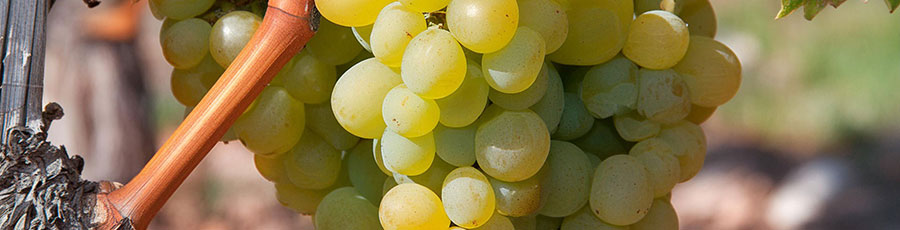 Muscat