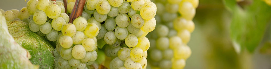 Pinot Blanc