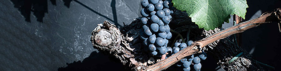 Pinot Noir