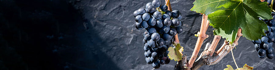 Syrah